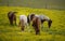 Yellow Flower Covered Field With Four Horses Grazing