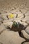 Yellow flower cracked soil irrigation