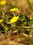 Yellow flower Creeping Cinquefoil herbaceous perennial of medical plant in grass on meadow near forest with green leaves and stem