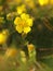 Yellow flower Creeping Cinquefoil herbaceous perennial of medical plant in grass on meadow near forest with green leaves and stem