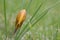 Yellow flower of Crocus chrysanthus dorothy