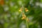 A yellow flower of Crotalaria trichotoma Bojer pops up among the grass