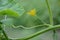 Yellow flower of cucumber, Cucumis sativus