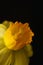 Yellow flower of daffodil macro on black background