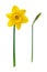 Yellow flower - Daffodil, on white background.