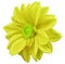 Yellow flower dahlia, white isolated background with clipping path. Closeup. no shadows. green center. side view. for design.