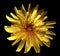 Yellow flower dandelion, garden flower, black isolated background with clipping path. Closeup. no shadows.