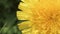 yellow flower- dandelion. macro footage. spring season.