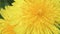 yellow flower- dandelion. macro footage. spring season.