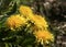 Yellow Flower Dandelions close-up sunlite