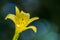 Yellow flower with dark background. Hemerocallis lilioasphodelus. Hemerocallis flava. Lemon daylily. Lemon lily. Yellow daylily