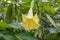 Yellow Flower datura