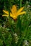 Yellow flower daylily