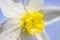 Yellow flower daylily. Macro photo.