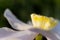 Yellow flower daylily. Macro photo. The concept of summer flowering, growing flowers, gardening.