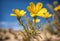 Yellow Flower in Desert Beneath Blue Sky