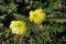 Yellow-flower Desert Evening-primrose