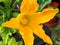 Yellow flower and developing fruit on a courgette plant