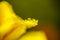 Yellow flower with dewdrop