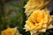 A yellow flower with dews and other flowers on the background