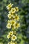 Yellow flower on diffused background