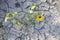 a yellow flower in the dry, cracked ground in a desert area