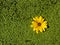 Yellow flower on duckweed