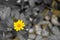 Yellow flower by electronic filter technic camera. Flower on yellow color desaturated background.