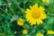 Yellow flower euryops pectinatus outdoors