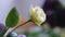 Yellow flower eustoma close-up with bokeh