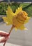Yellow flower from fallen maple leaves hand-made in hand on a Sunny day