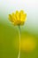 Yellow flower Ficaria verna blurred