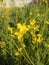 Yellow flower in the field