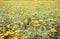 Yellow flower field, classic tone soft focus