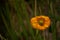 Yellow flower in field of grass