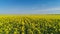 Yellow flower field with passing road. Shot. Top view of blooming mustard field in domain of agriculture with passing