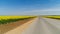 Yellow flower field with passing road. Shot. Top view of blooming mustard field in domain of agriculture with passing