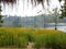 Yellow flower flora tree view with moutain and river in thailand scenic