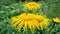 Yellow flower, Flower elecampane,