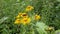 Yellow flower, Flower elecampane,