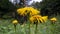 Yellow flower, Flower elecampane,