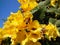 Yellow Flower flowers closeup on frutex with beautifuly blue sky and green leaf