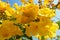 Yellow Flower flowers closeup on frutex with beautifuly blue sky and green leaf