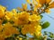 Yellow Flower flowers closeup on frutex with beautifuly blue sky and green leaf