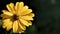 Yellow flower. Flowers in the garden.Heliopsis. Sunflower family. Wild yellow chamomile flower. It is called a false sunflower