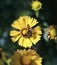 yellow flower fly closeup sunlight outdoor