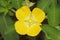 A yellow flower with four petals.