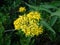 Yellow flower in the french alps mountain.