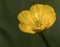 Yellow flower of freshly blossomed field