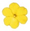 Yellow flower of garden balsam Impatiens parviflora. Vector and Illustration.